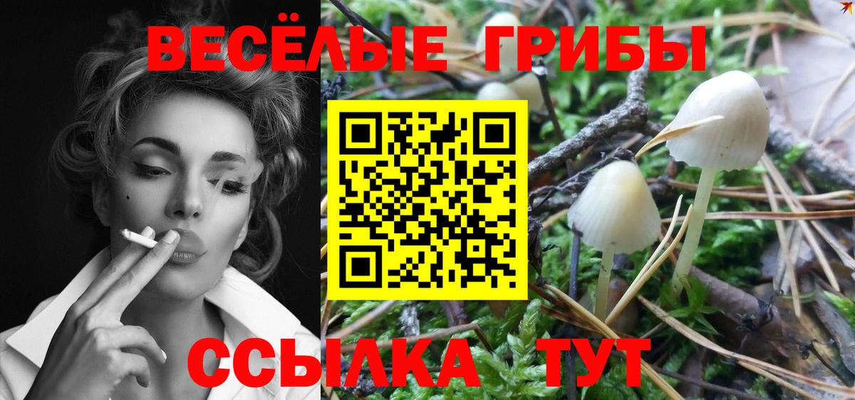 Псилоцибиновые грибы GOLDEN TEACHER  Вход с VPN  Новокубанск  Галлюциногенные грибы MAGIC MUSHROOMS 